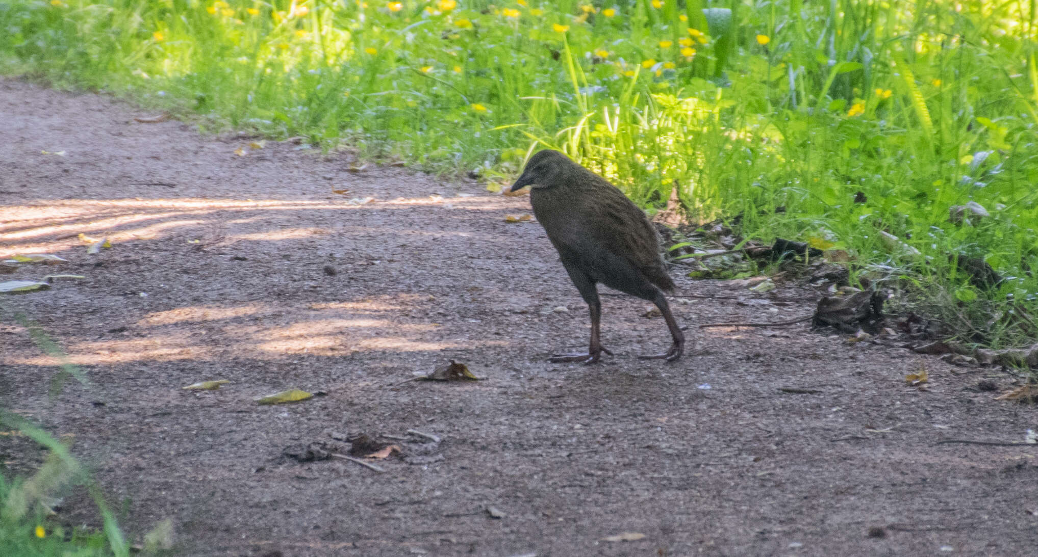 Image of Weka