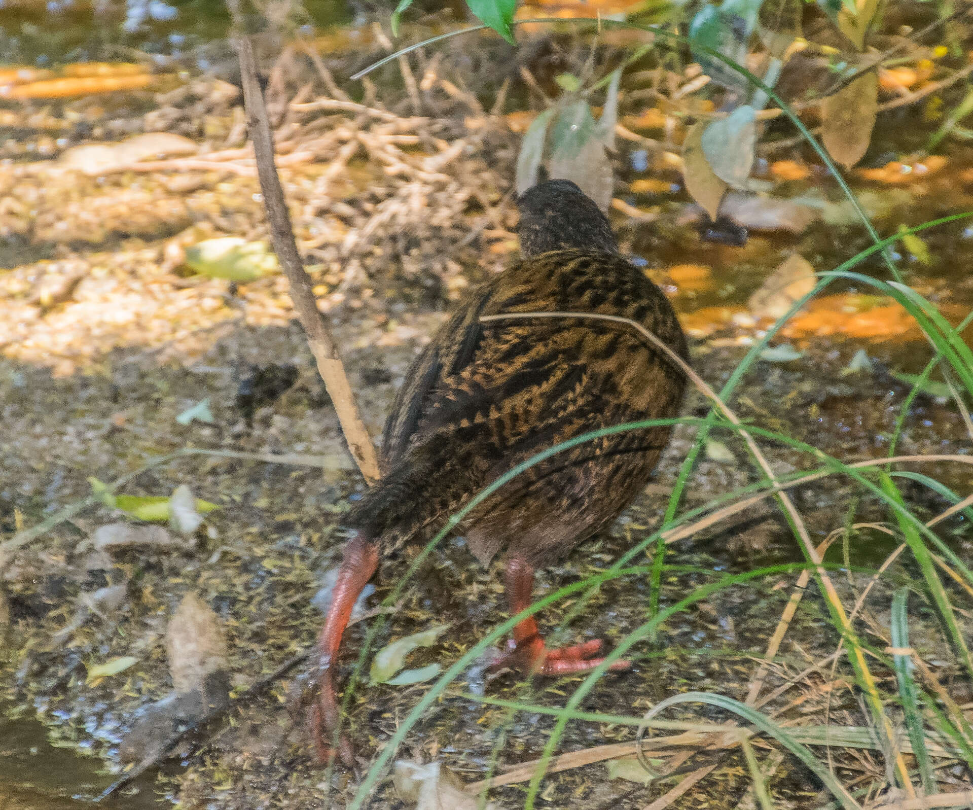 Image of Weka