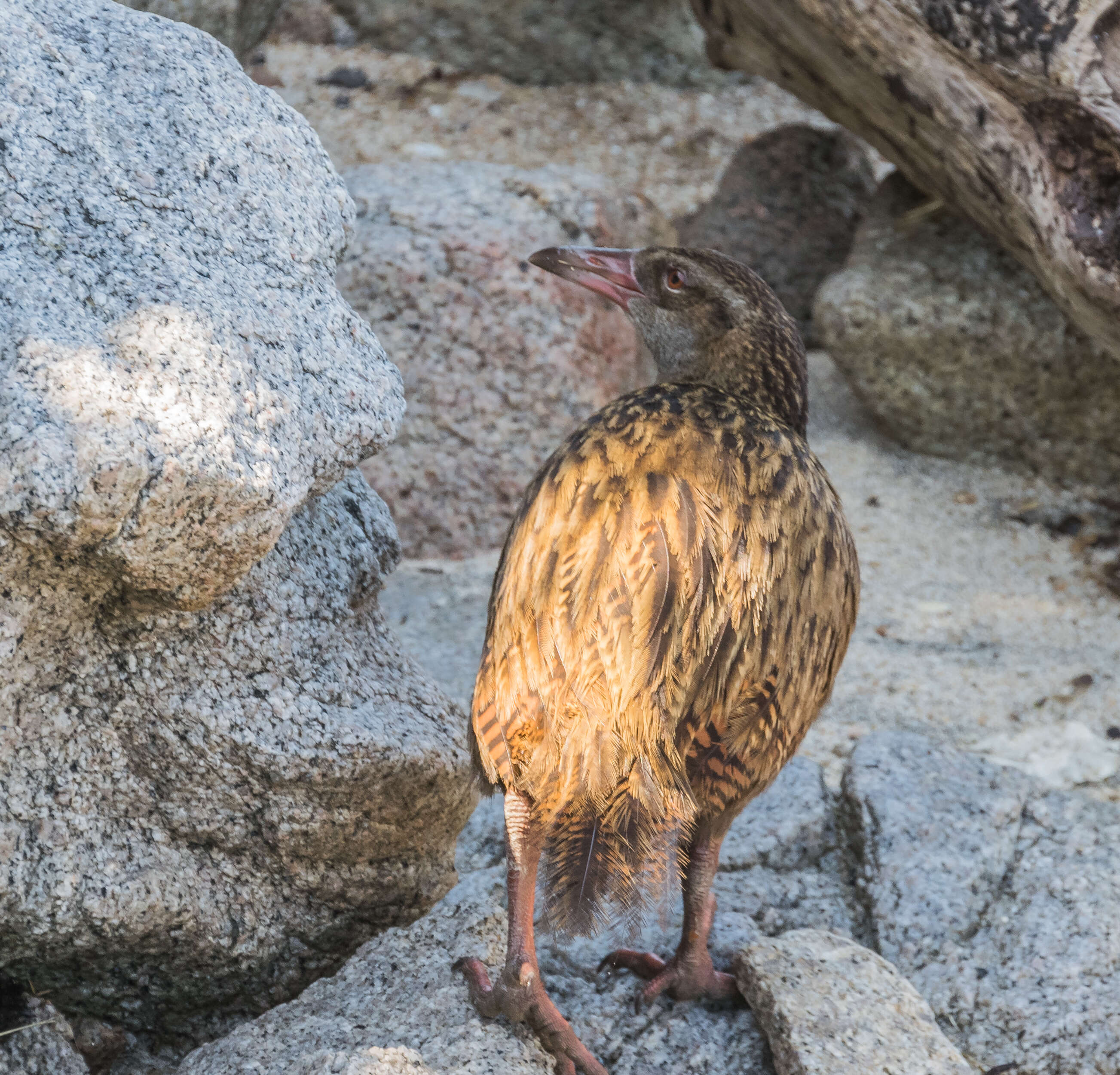 Image of Weka