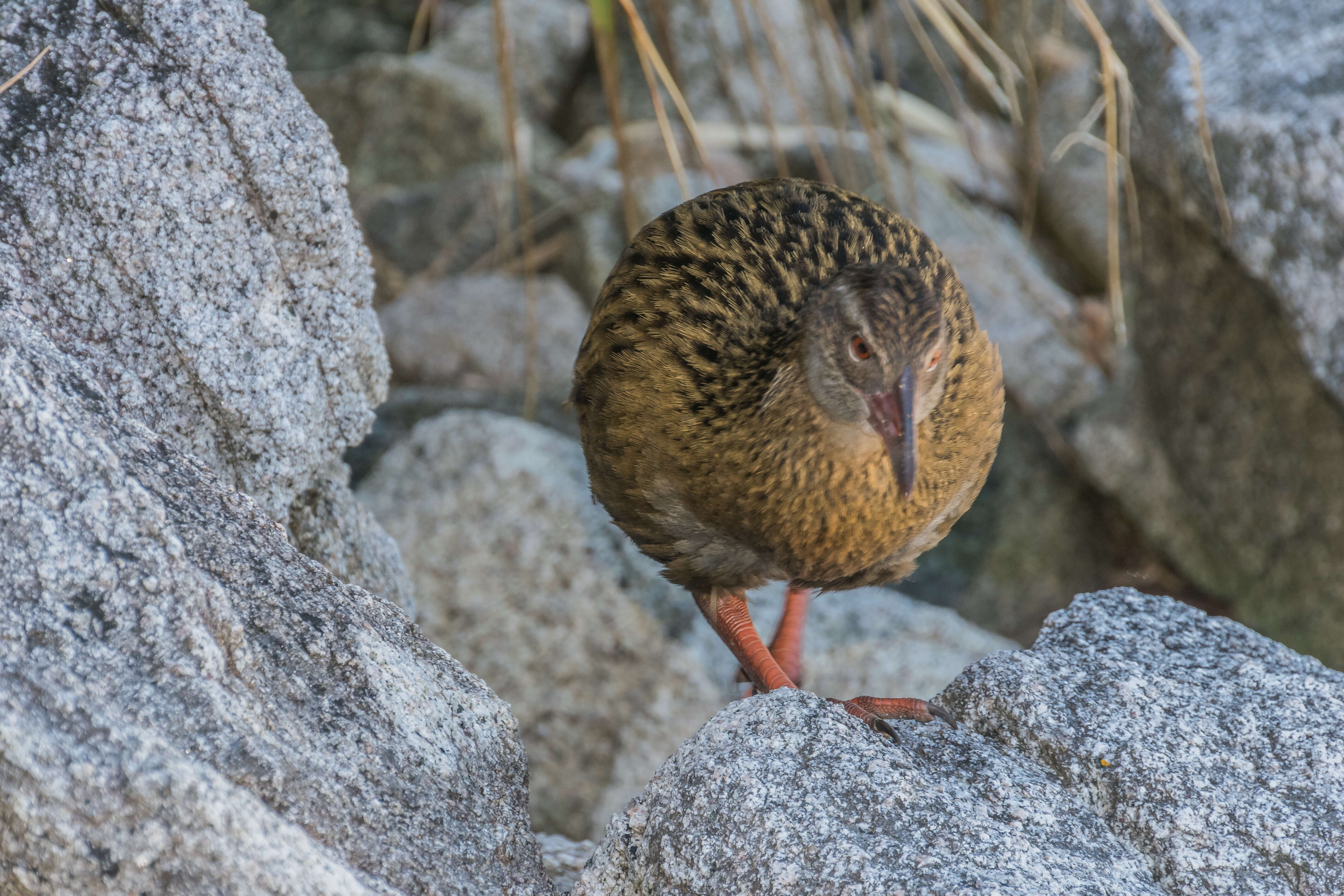 Image of Weka