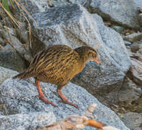 Image of Weka