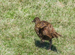 Image of Weka