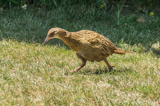 Image of Weka