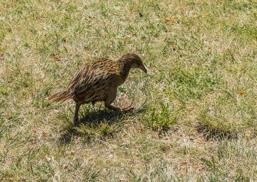 Image of Weka