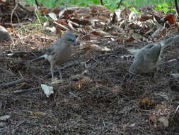 Image of Large Grey Babbler