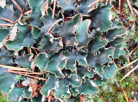 Image of felt lichen