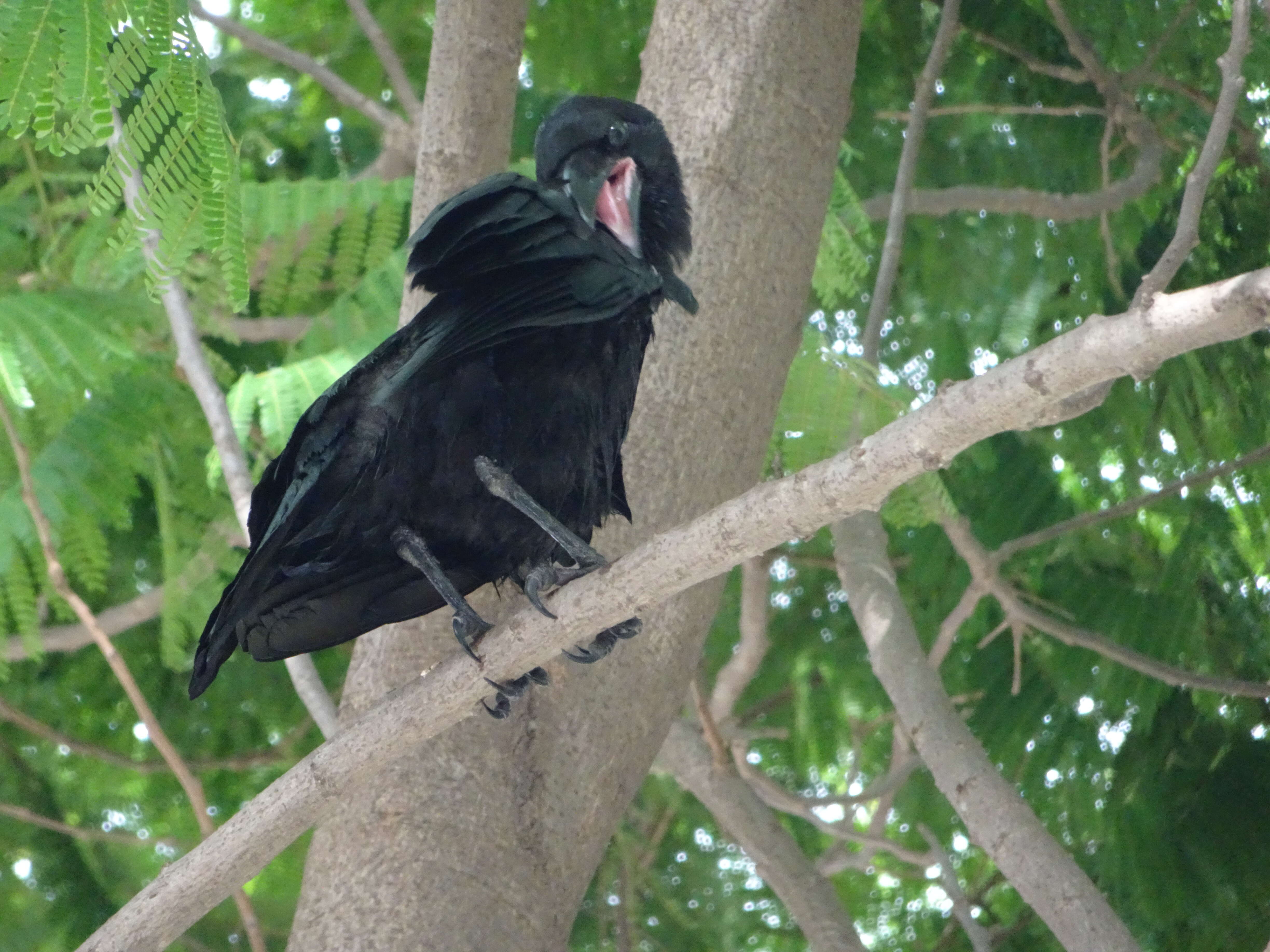 Image of Large-billed Crow