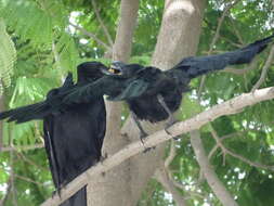 Image of Large-billed Crow