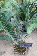 Image of Bushman's River Cycad