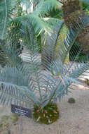 Image of Bushman's River Cycad