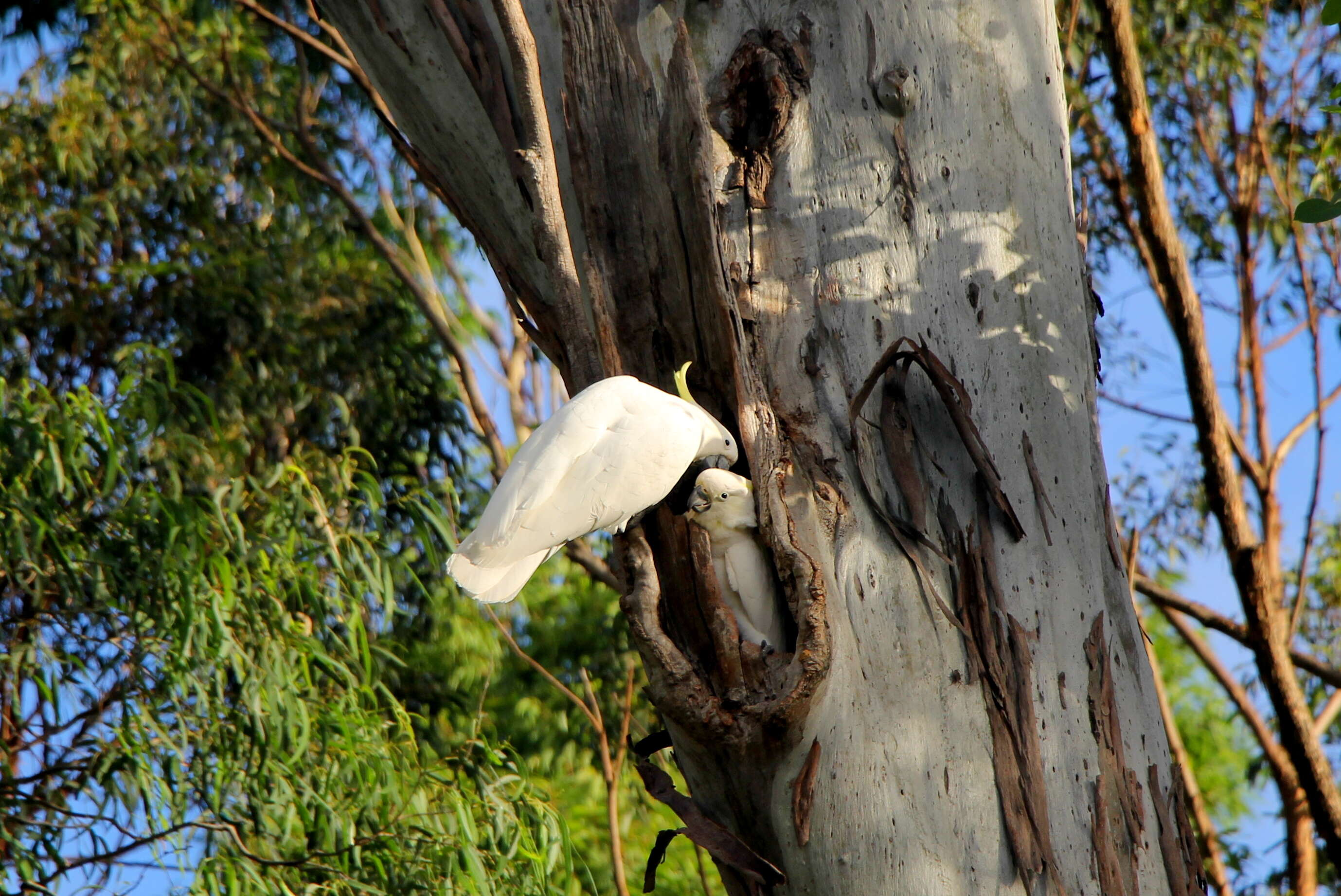 Image of Sulphur-crested Cockatoo