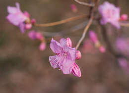 Image of rhododendron