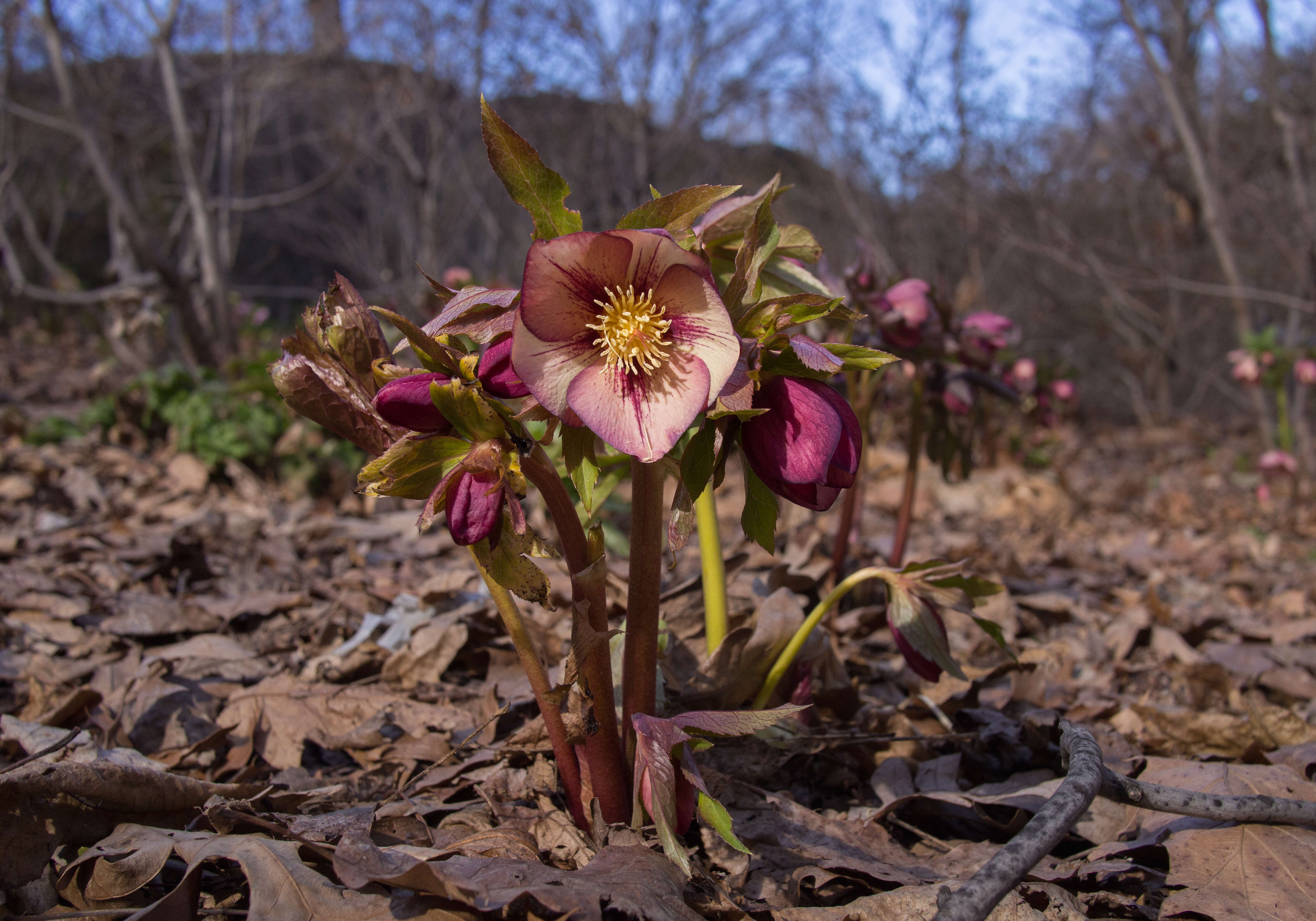 Image of lenten-rose