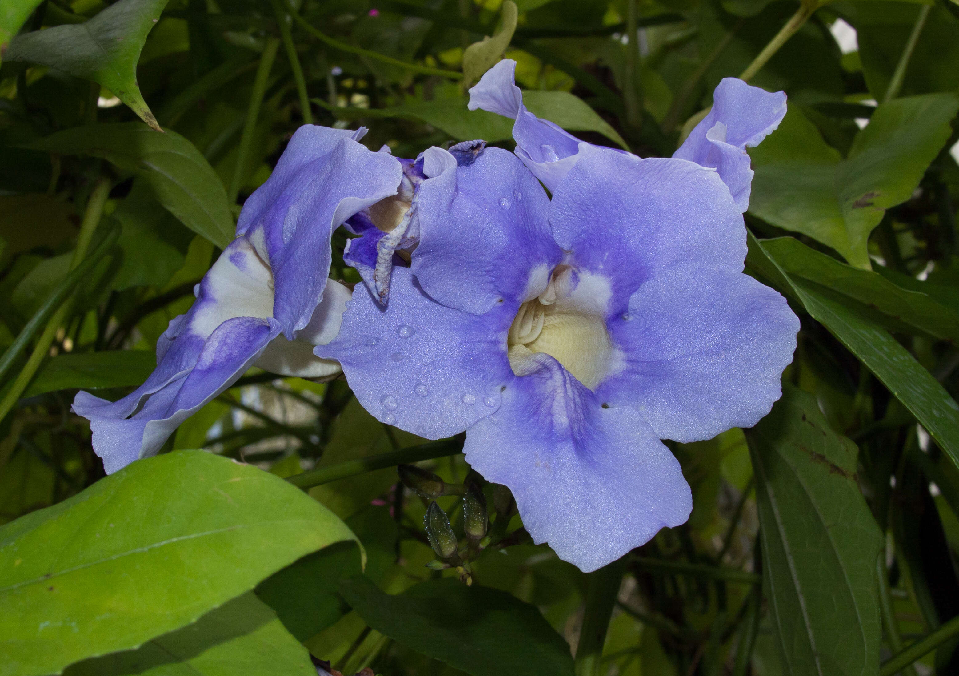 Image of Bengal clock vine