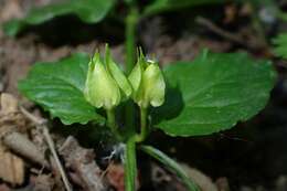 Image of creeping jenny