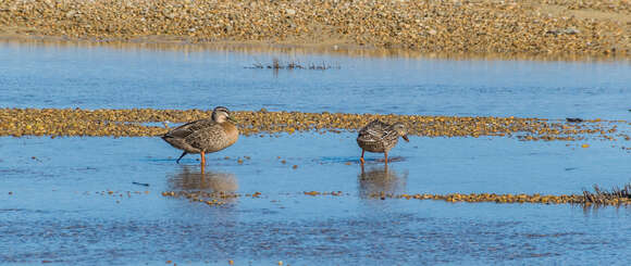 Image of Grey Duck