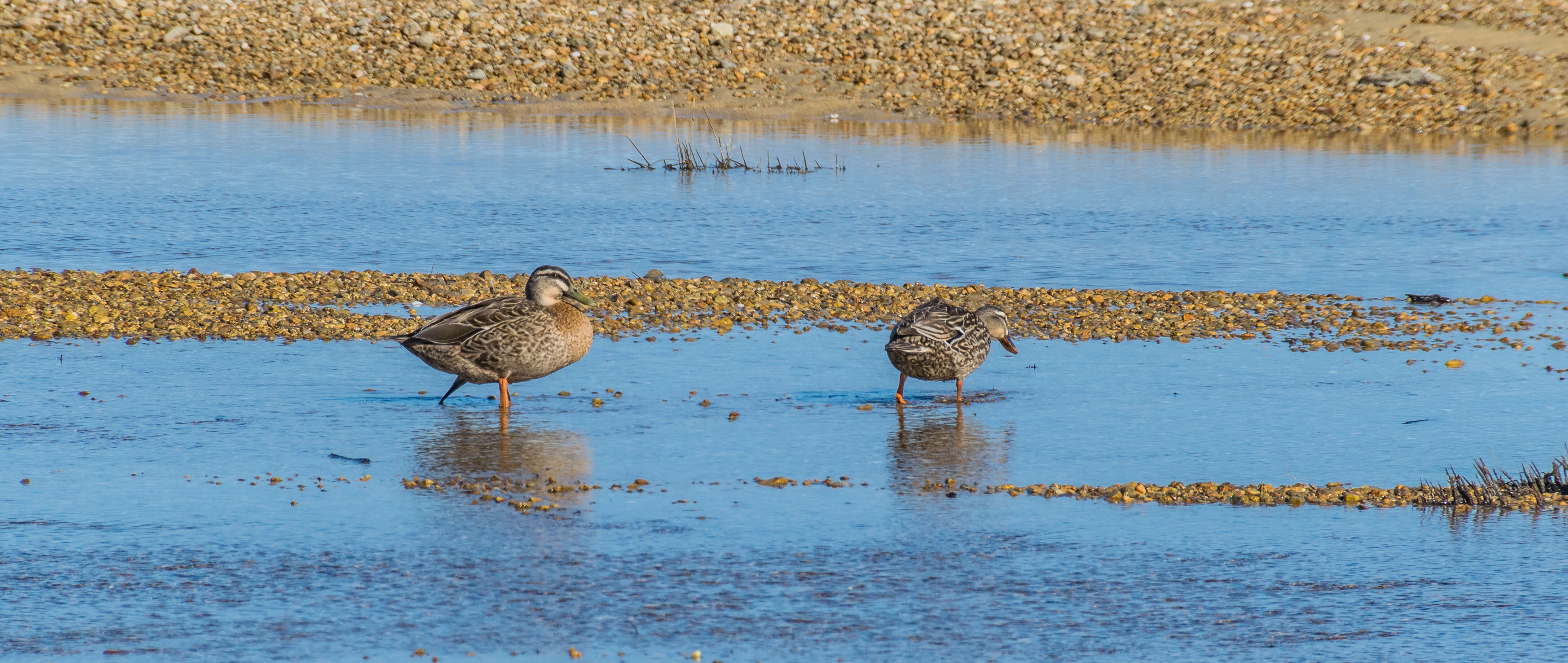 Image of Grey Duck