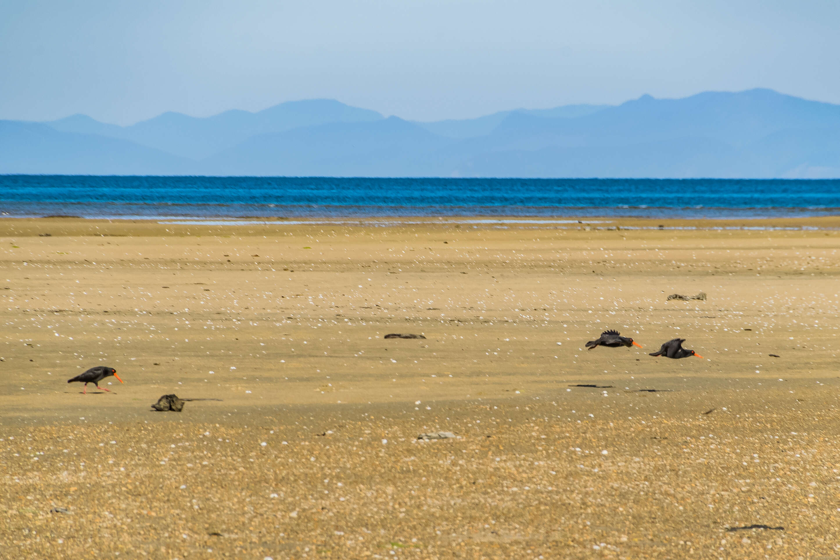 Image of Variable Oystercatcher