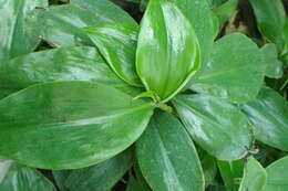 Image of Blue ginger