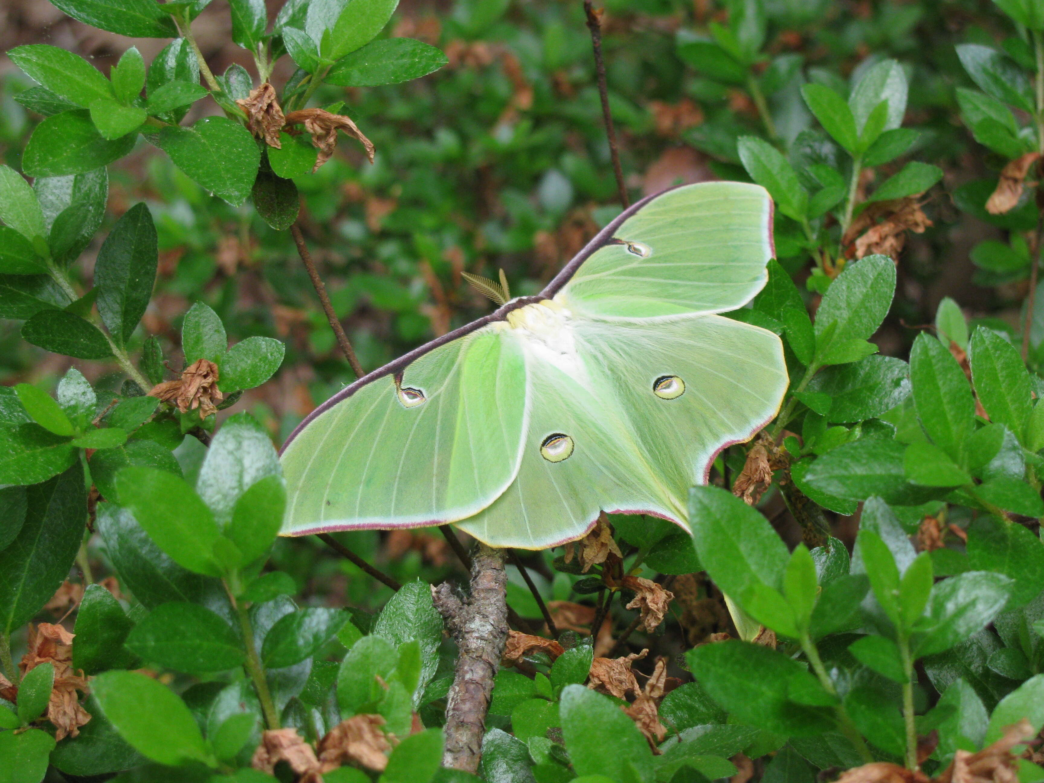 Image of Luna Moth