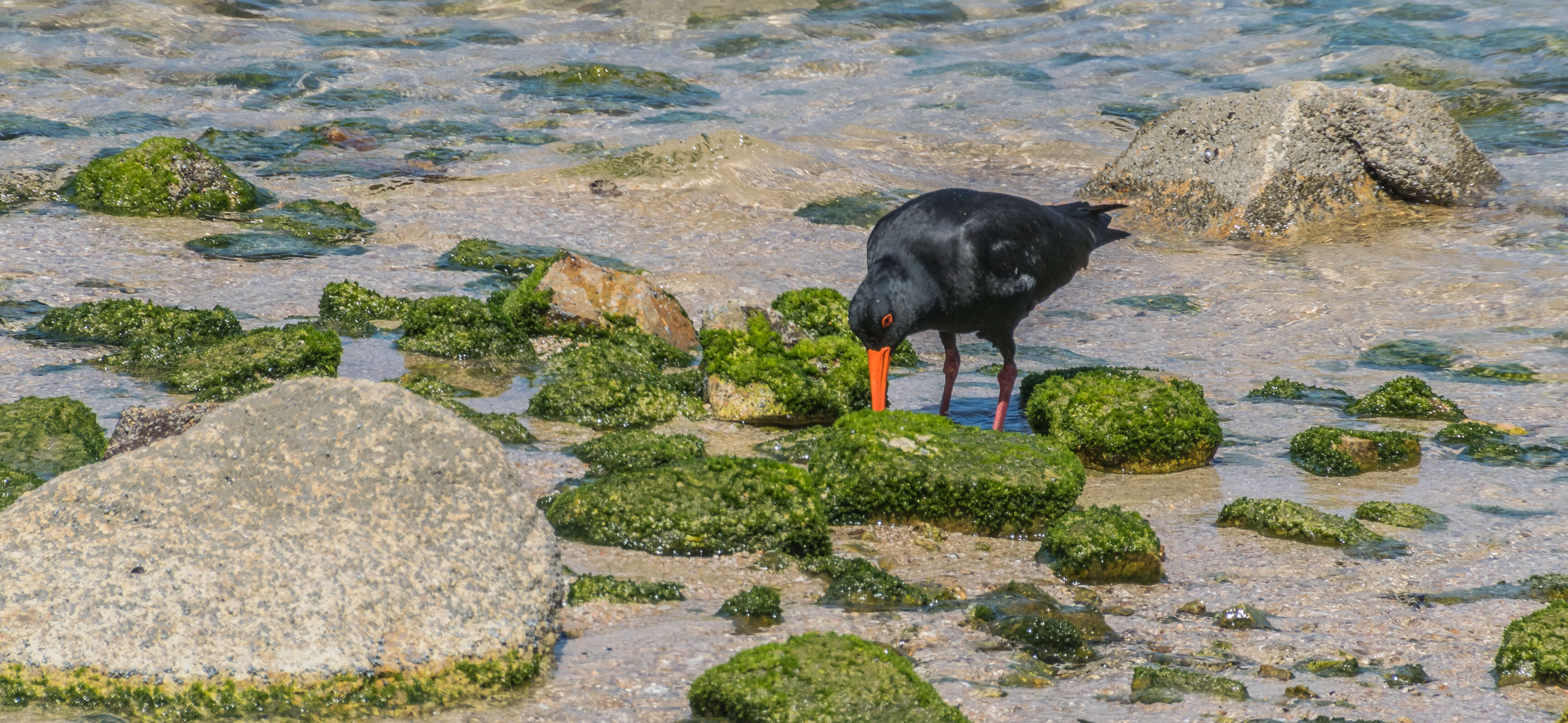 Image of Variable Oystercatcher