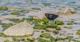 Image of Variable Oystercatcher