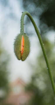 Image of Oriental poppy