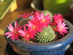 Image of Rebutia minuscula K. Schum.