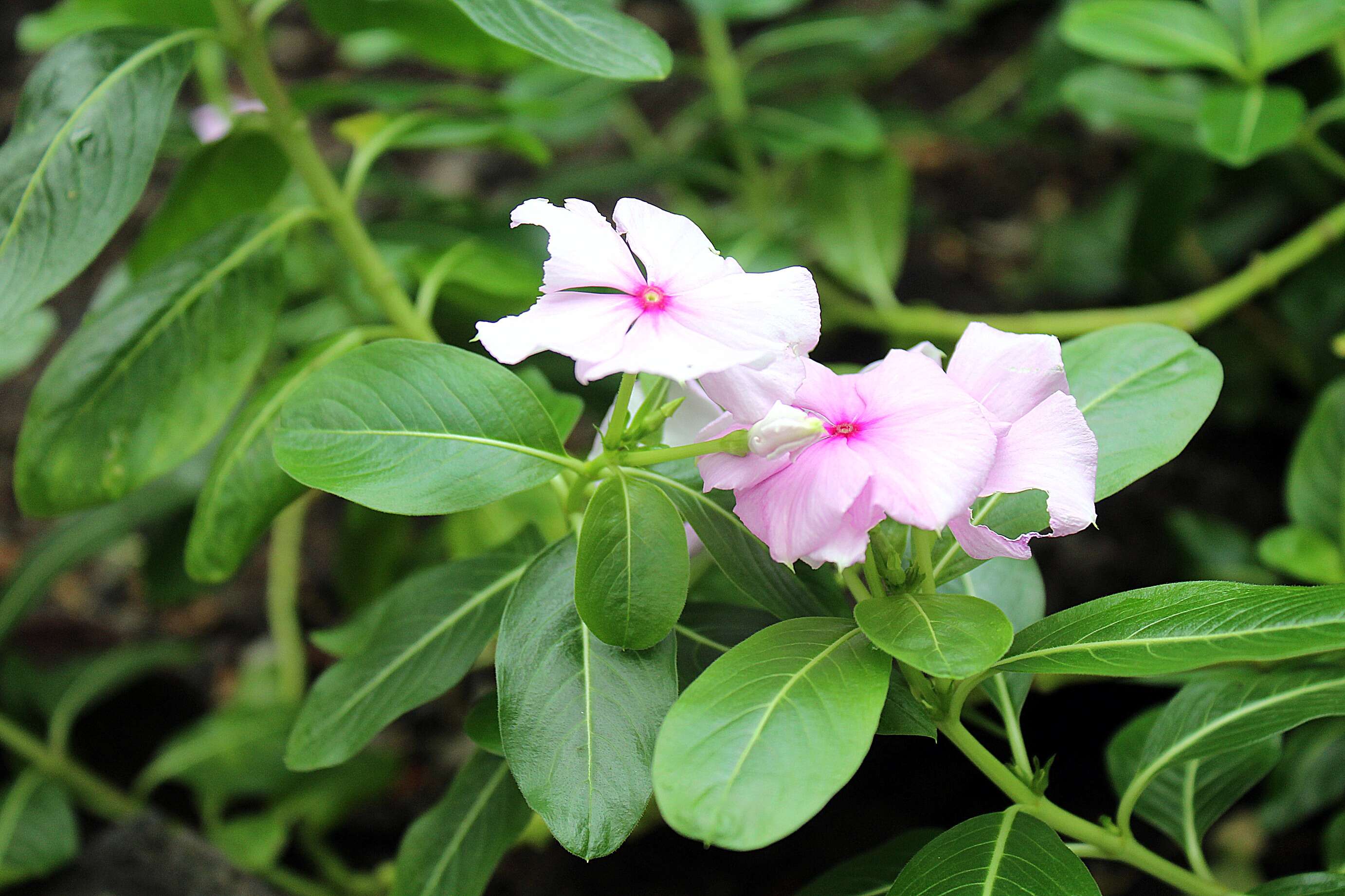 Image of Madagascar periwinkle