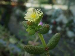 Image of Delosperma echinatum (Lam.) Schwant.