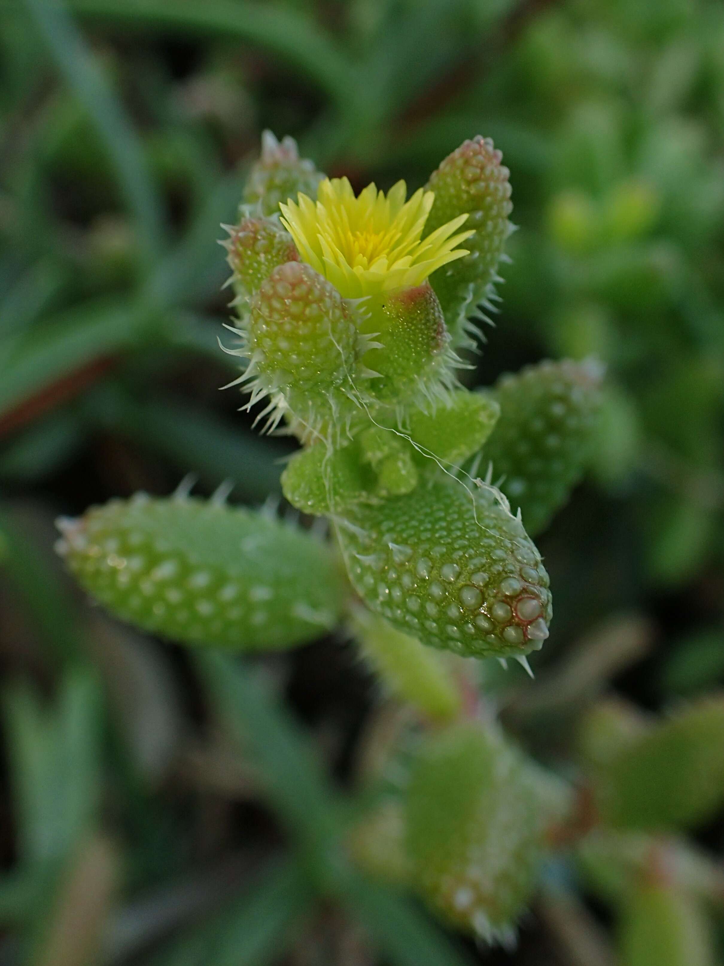 Image of Delosperma echinatum (Lam.) Schwant.