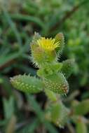 Image of Delosperma echinatum (Lam.) Schwant.