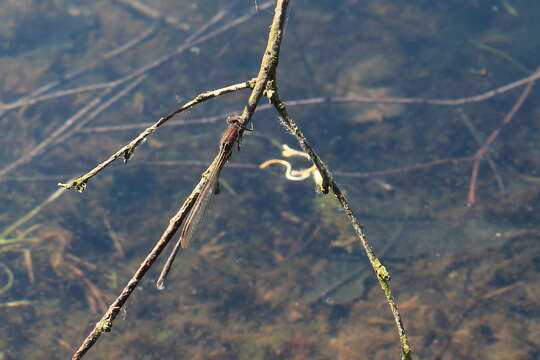 Image of Common Winter Damsel