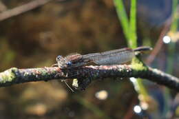 Image of Common Winter Damsel