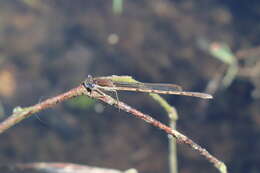 Image of Common Winter Damsel