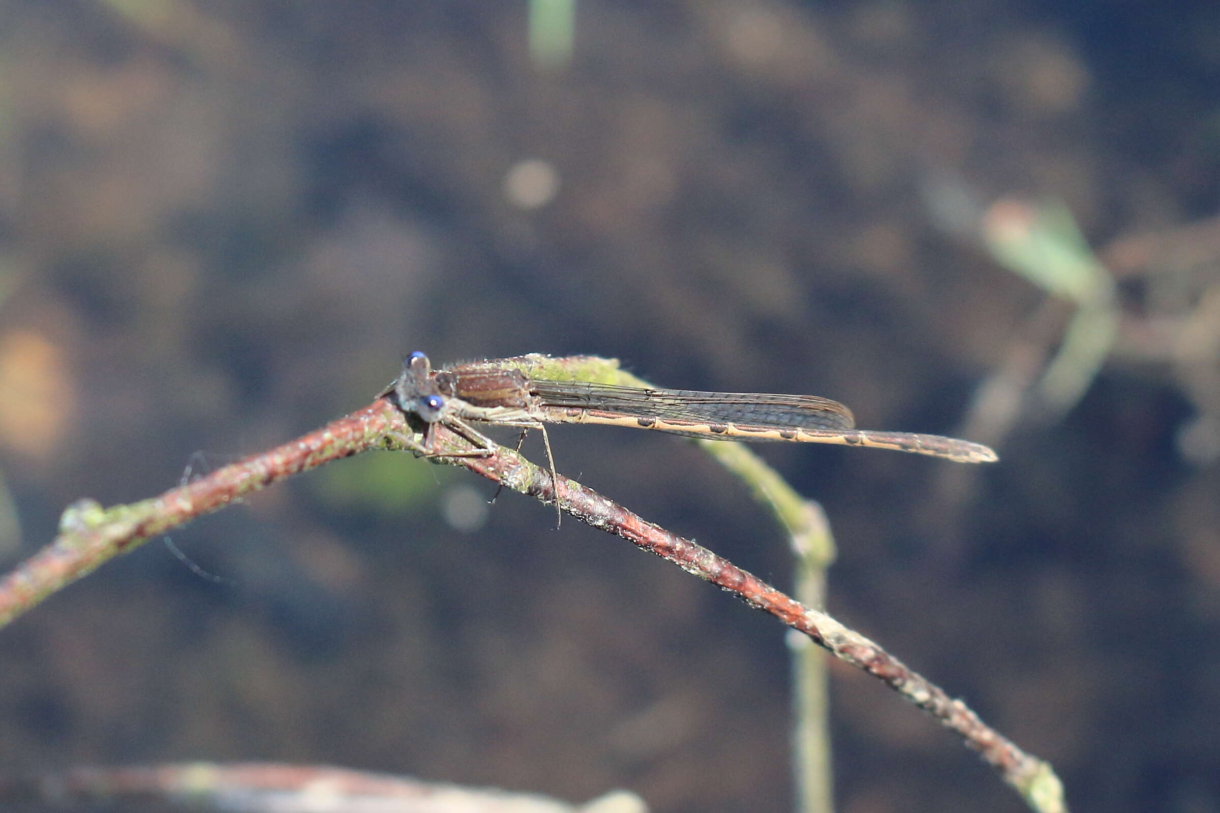 Image of Common Winter Damsel