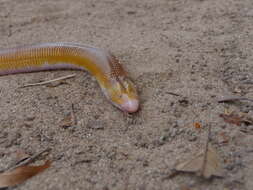 Image of Red Worm Lizard