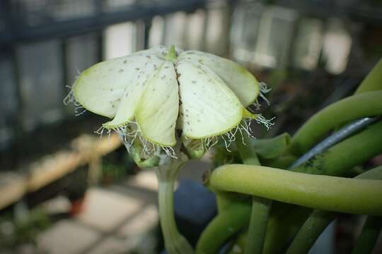 Image de Ceropegia sandersonii Decne. ex Hook.