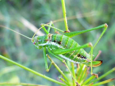 Image of speckled bush-cricket