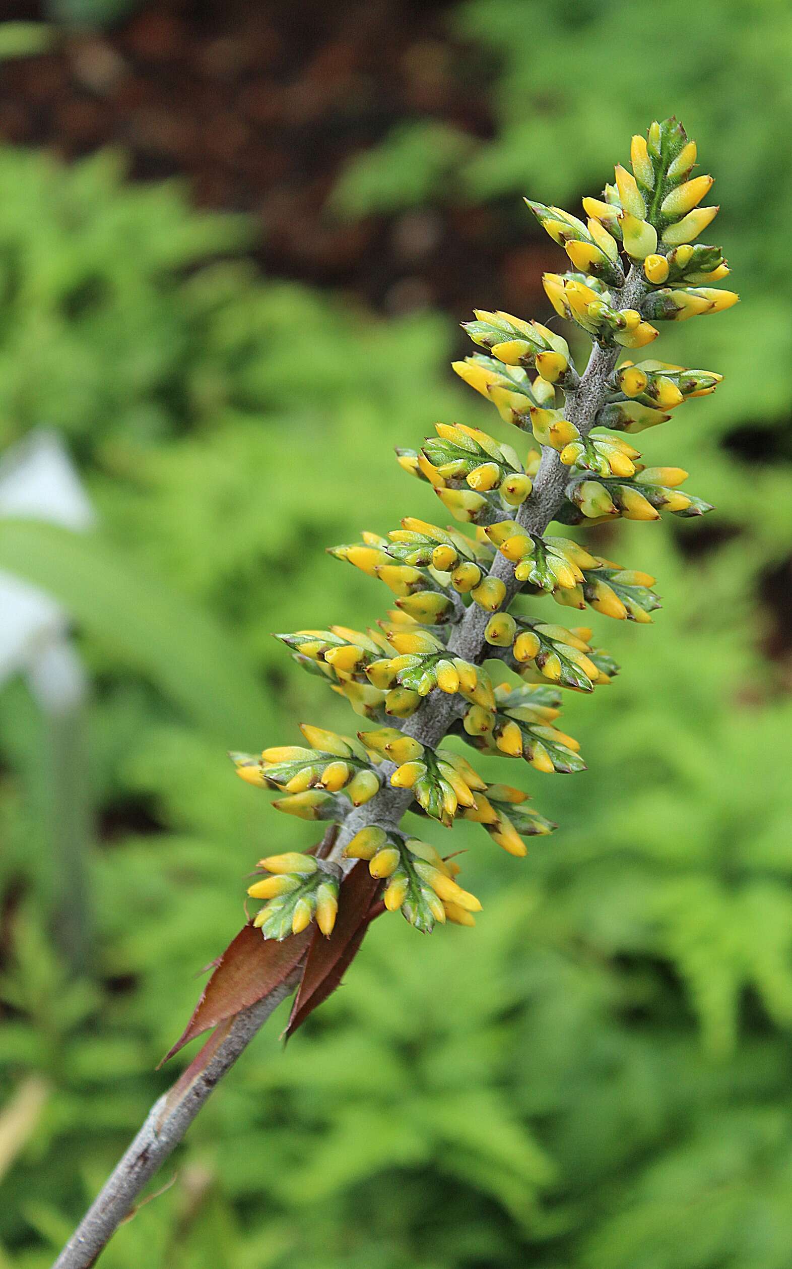 Слика од Aechmea angustifolia Poepp. & Endl.