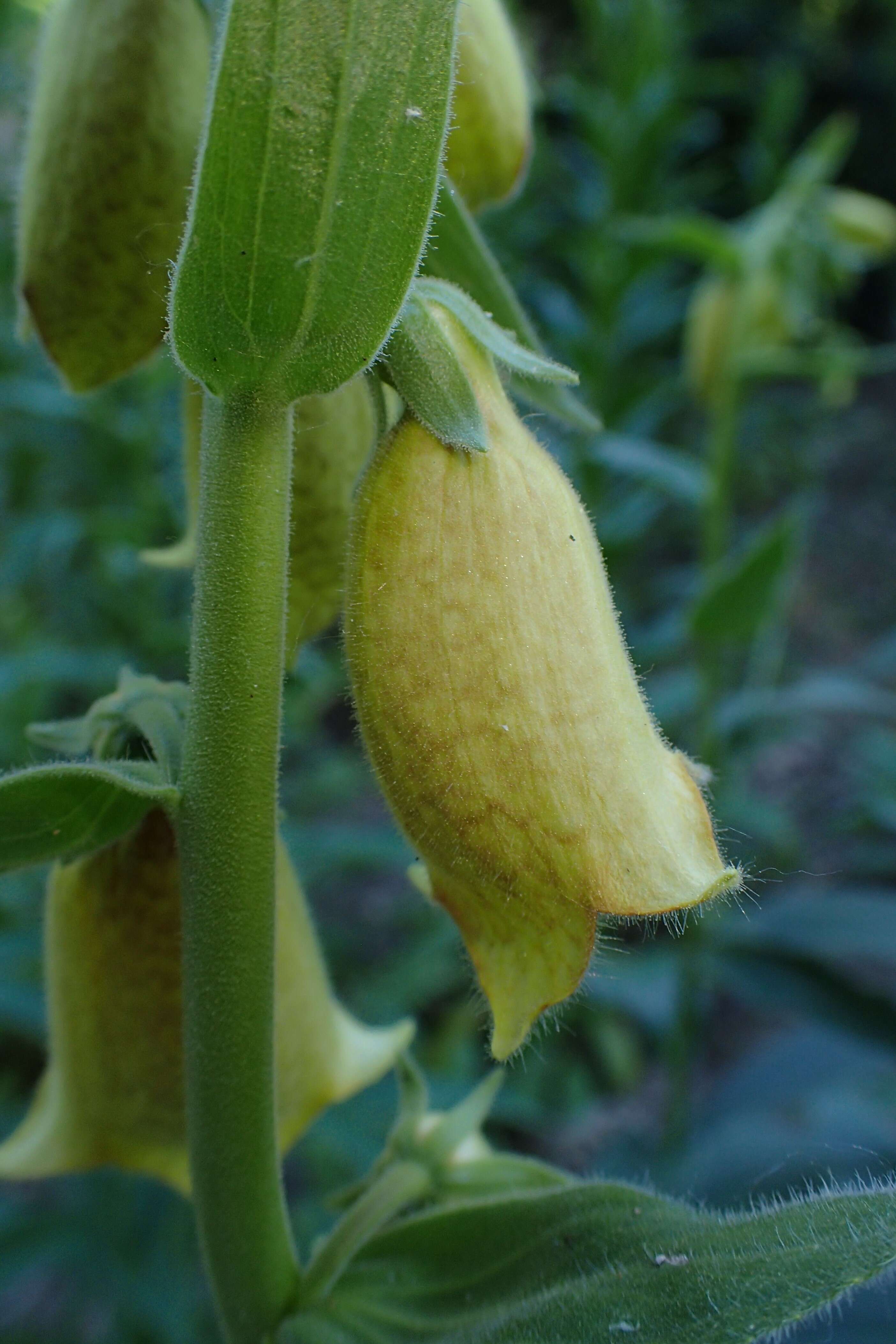 Imagem de Digitalis grandiflora Mill.