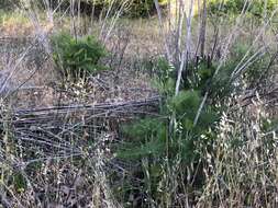 Image of anise burnet saxifrage