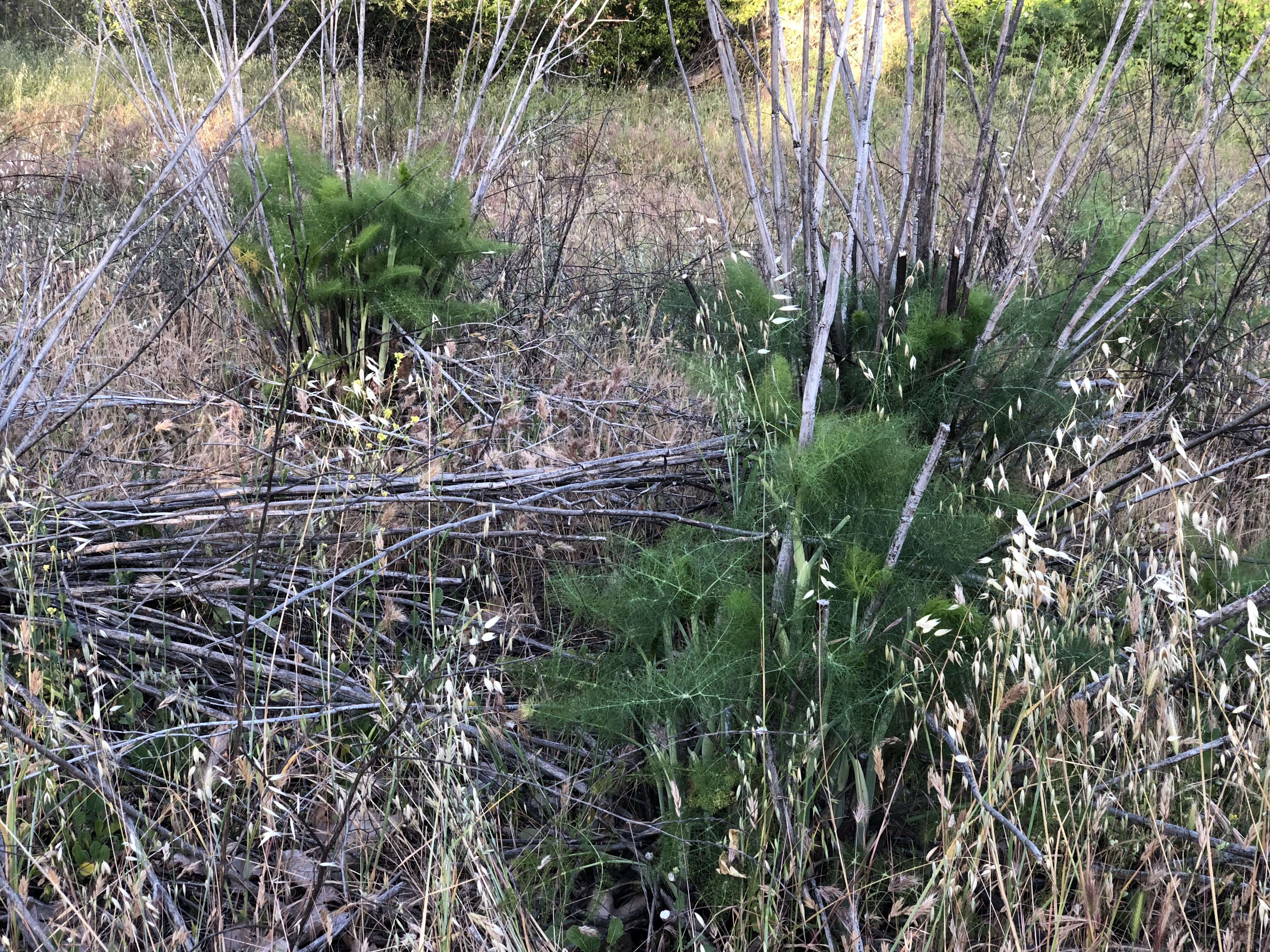 Imagem de Pimpinella anisum L.