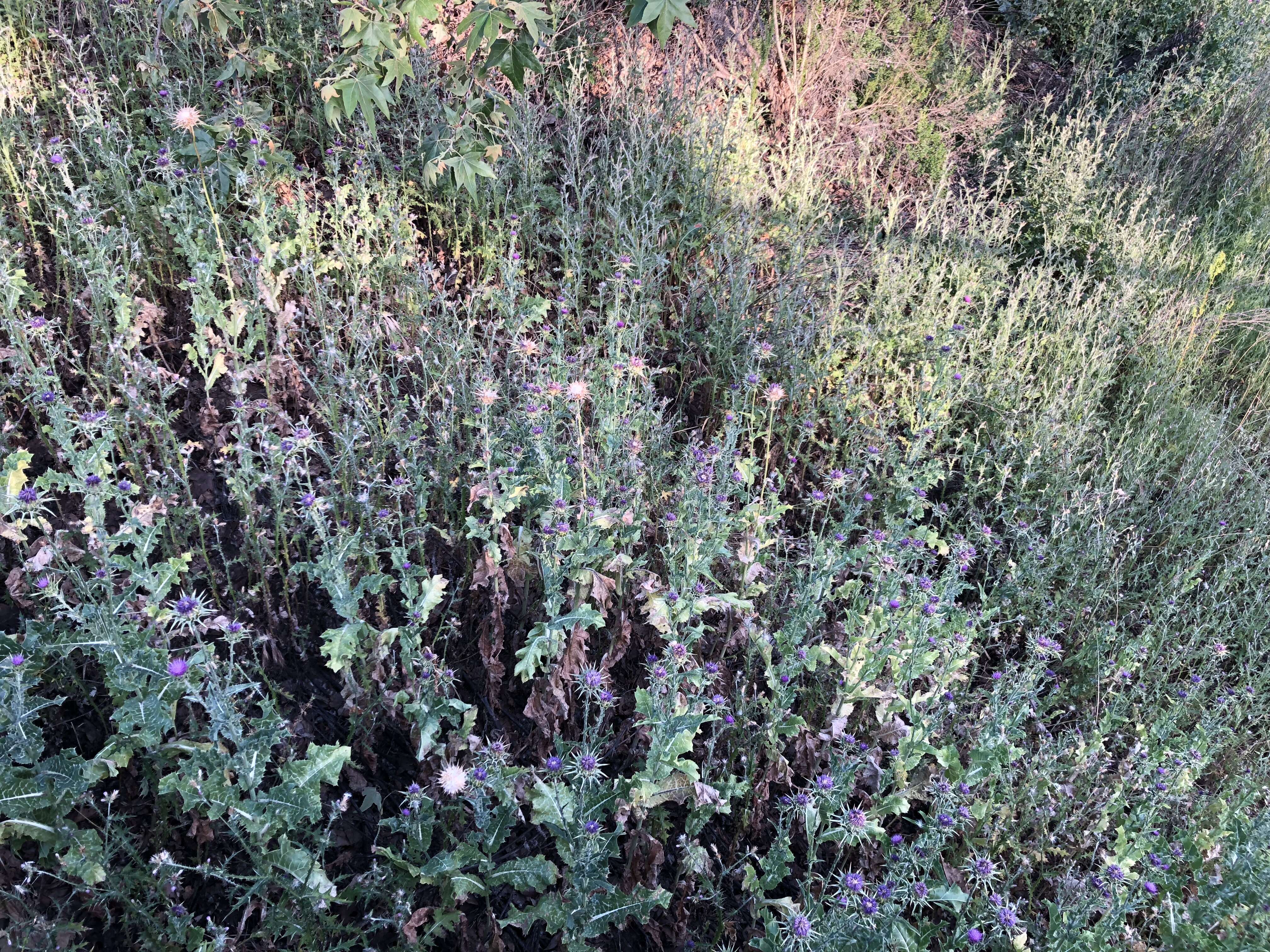 Image of Milk thistle