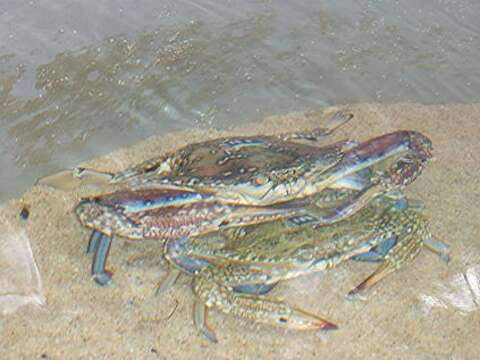 Image of Pacific blue swimming crab