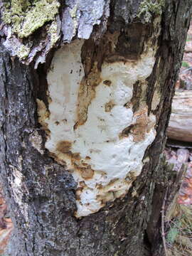 Image of Perenniporia medulla-panis (Jacq.) Donk 1967