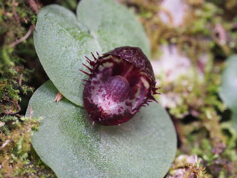 Image of Fringed helmet orchid