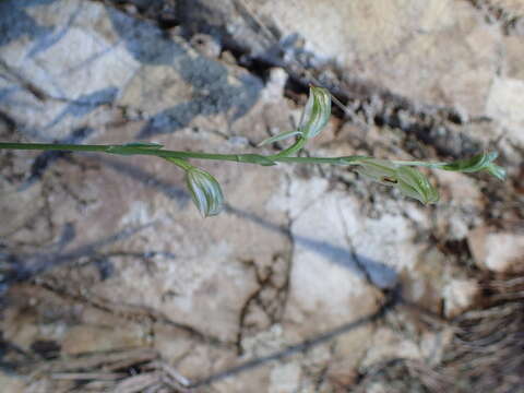 Image of Pterostylis major (D. L. Jones) G. N. Backh.