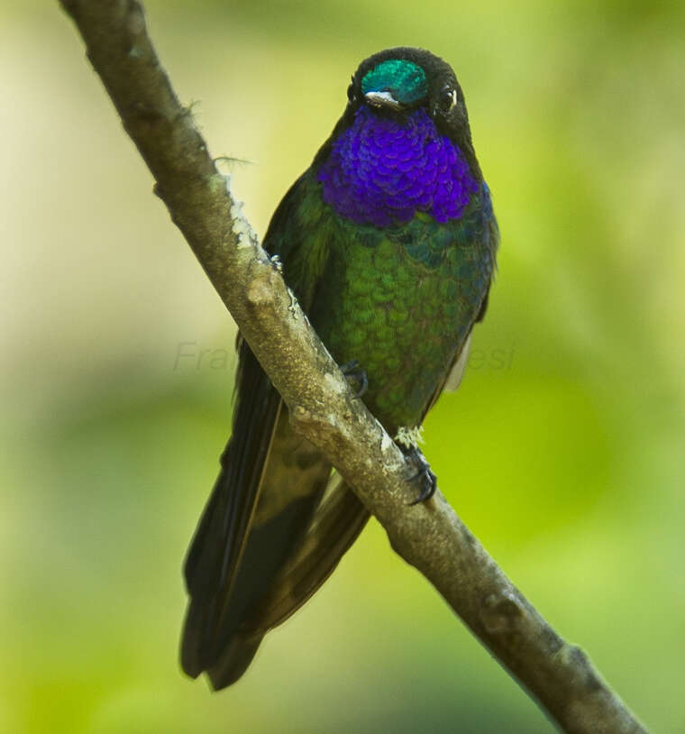 Image of Purple-throated Sunangel