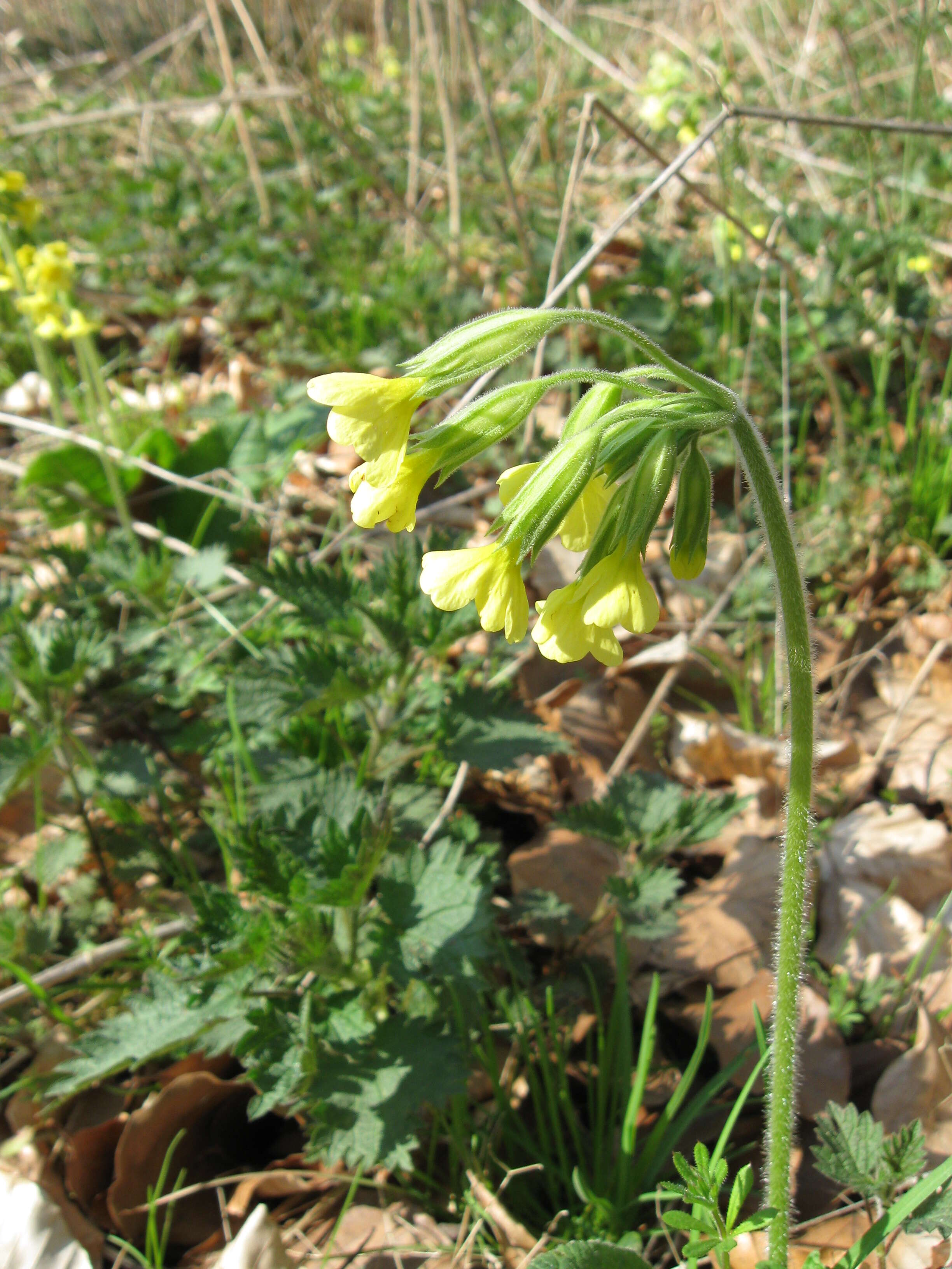 Image of oxlip